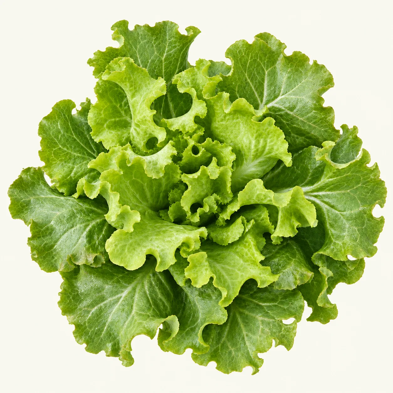 Leaf lettuce with layered green leaves.